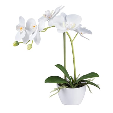 Kopu ® orquídea artificial 33 cm set de 2 - phalaenopsis en maceta