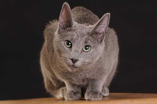 Pet Portrait (eVoucher)